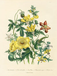 Loudon 1840 Bartonia Aurea - Panteek Antique Prints