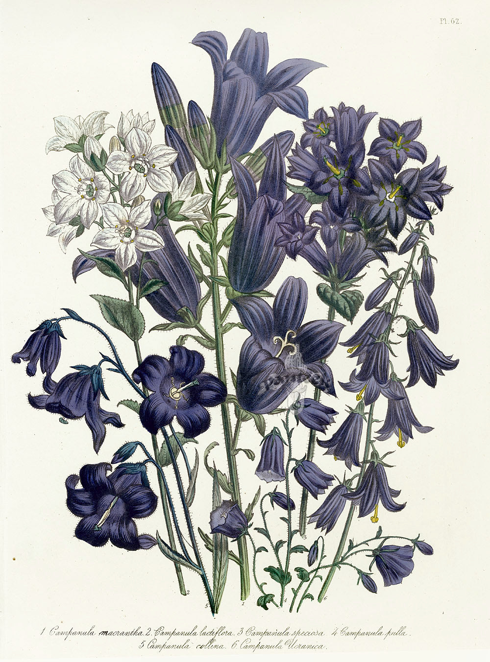 Loudon 1840 Bellflower, Campanula