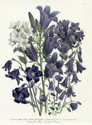 Loudon 1840 Bellflower, Campanula - Panteek Antique Prints