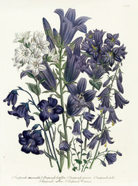 Loudon 1840 Bellflower, Campanula - Panteek Antique Prints