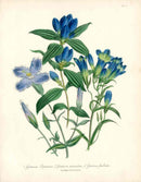 Loudon 1840 Blue Gentian - Panteek Antique Prints