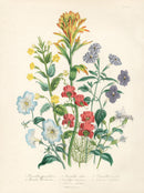 Loudon 1840 Browallia Coccinea - Panteek Antique Prints