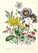 Loudon 1840 Calandrinia Grandiflora - Panteek Antique Prints