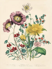 Loudon 1840 Calandrinia Grandiflora - Panteek Antique Prints
