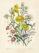 Loudon 1840 Calendula, The Marigold - Panteek Antique Prints