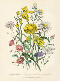 Loudon 1840 Calendula, The Marigold - Panteek Antique Prints