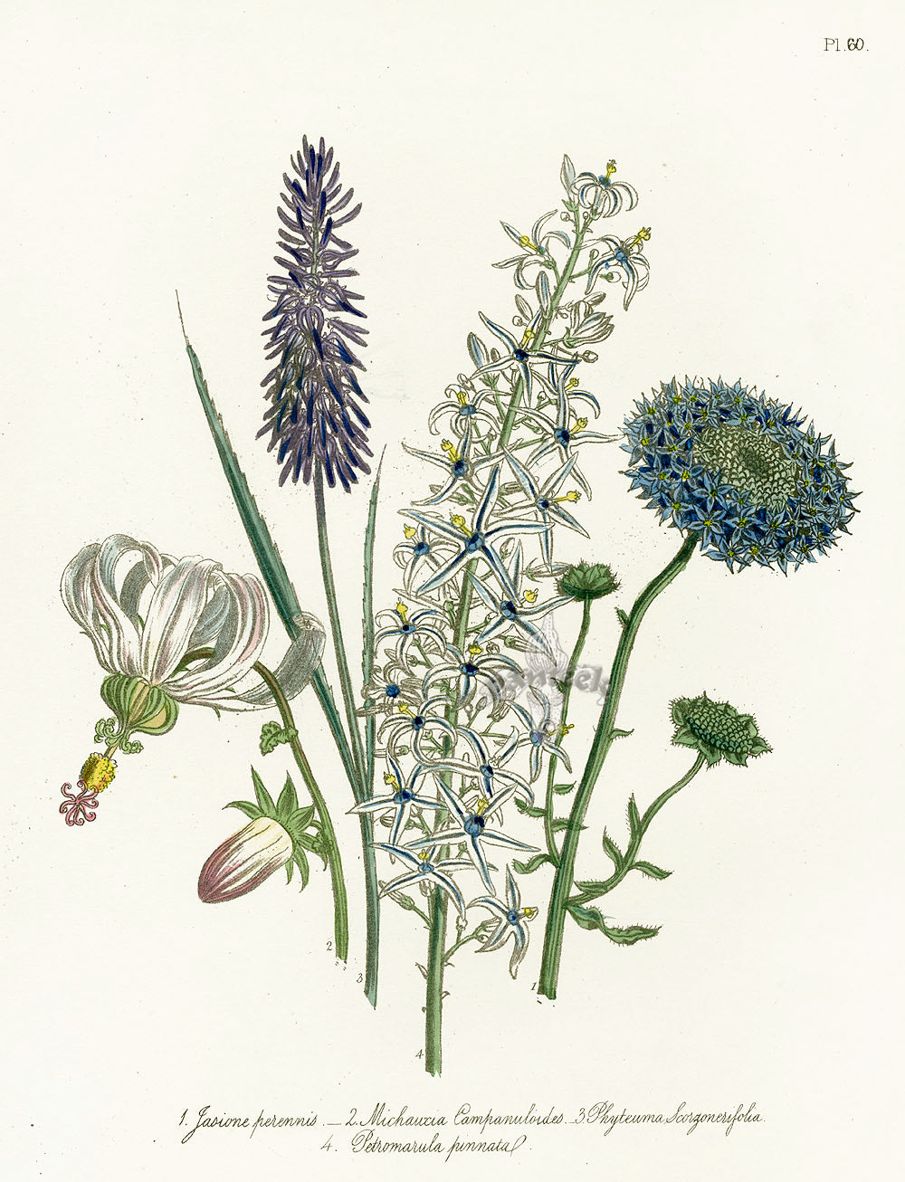 Loudon 1840 Campanula, Jasione