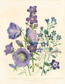Loudon 1840 Campanula Peregrina - Panteek Antique Prints