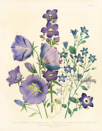 Loudon 1840 Campanula Peregrina - Panteek Antique Prints