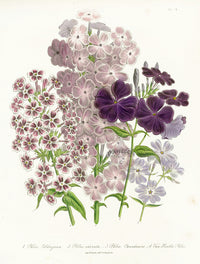 Loudon 1840 Canadian Phlox - Panteek Antique Prints