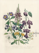 Loudon 1840 Chaenostoma Polyanthum - Panteek Antique Prints