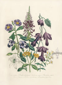 Loudon 1840 Chaenostoma Polyanthum - Panteek Antique Prints