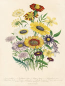 Loudon 1840 Chrysanthemum - Panteek Antique Prints