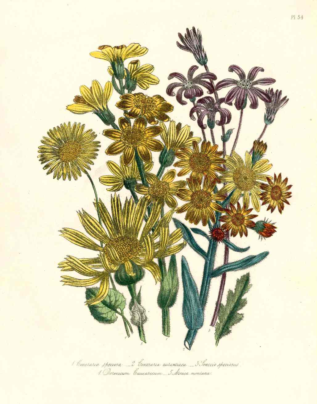 Loudon 1840 Cineraria Daisy