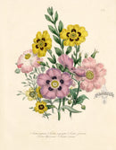 Loudon 1840 Cistus Purpureus - Panteek Antique Prints