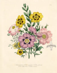 Loudon 1840 Cistus Purpureus - Panteek Antique Prints
