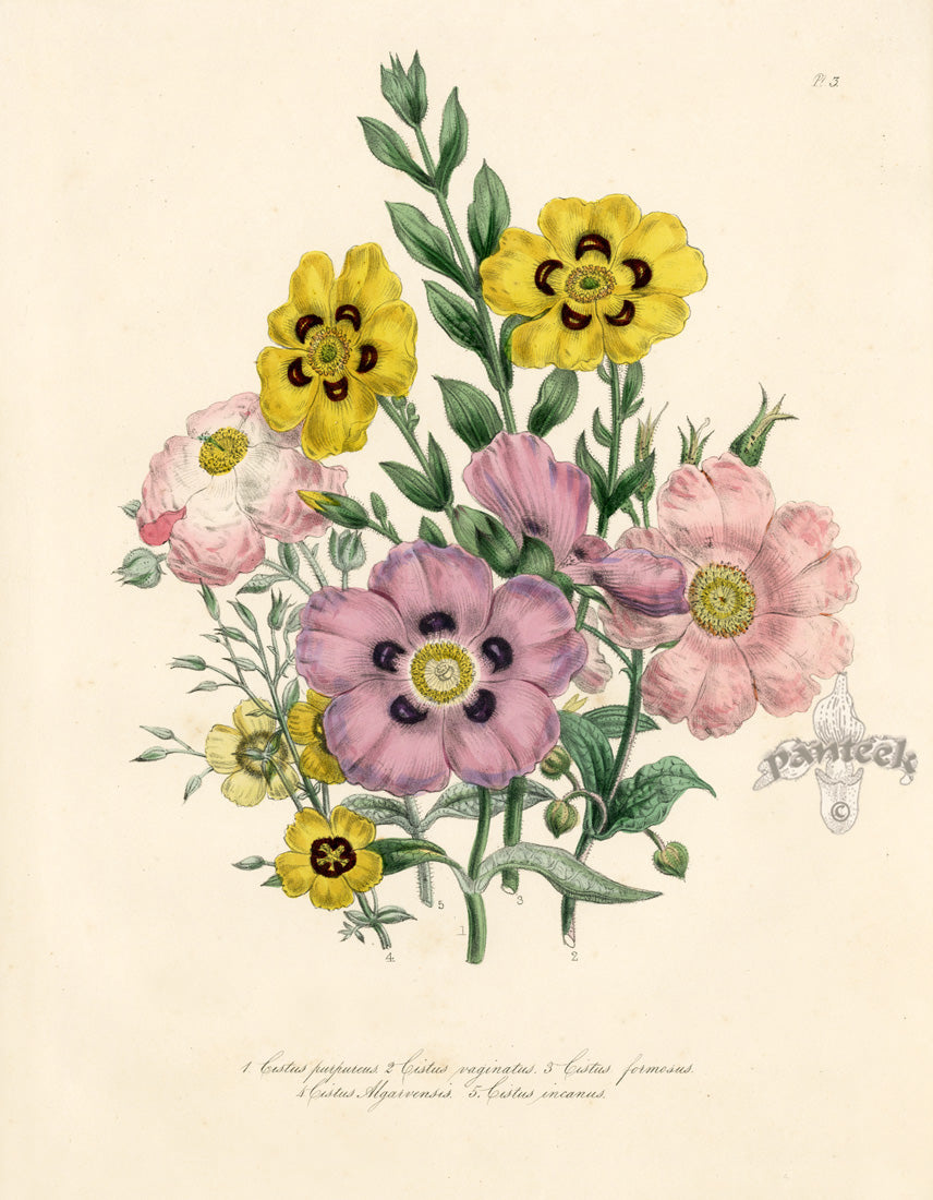 Loudon 1840 Cistus Purpureus