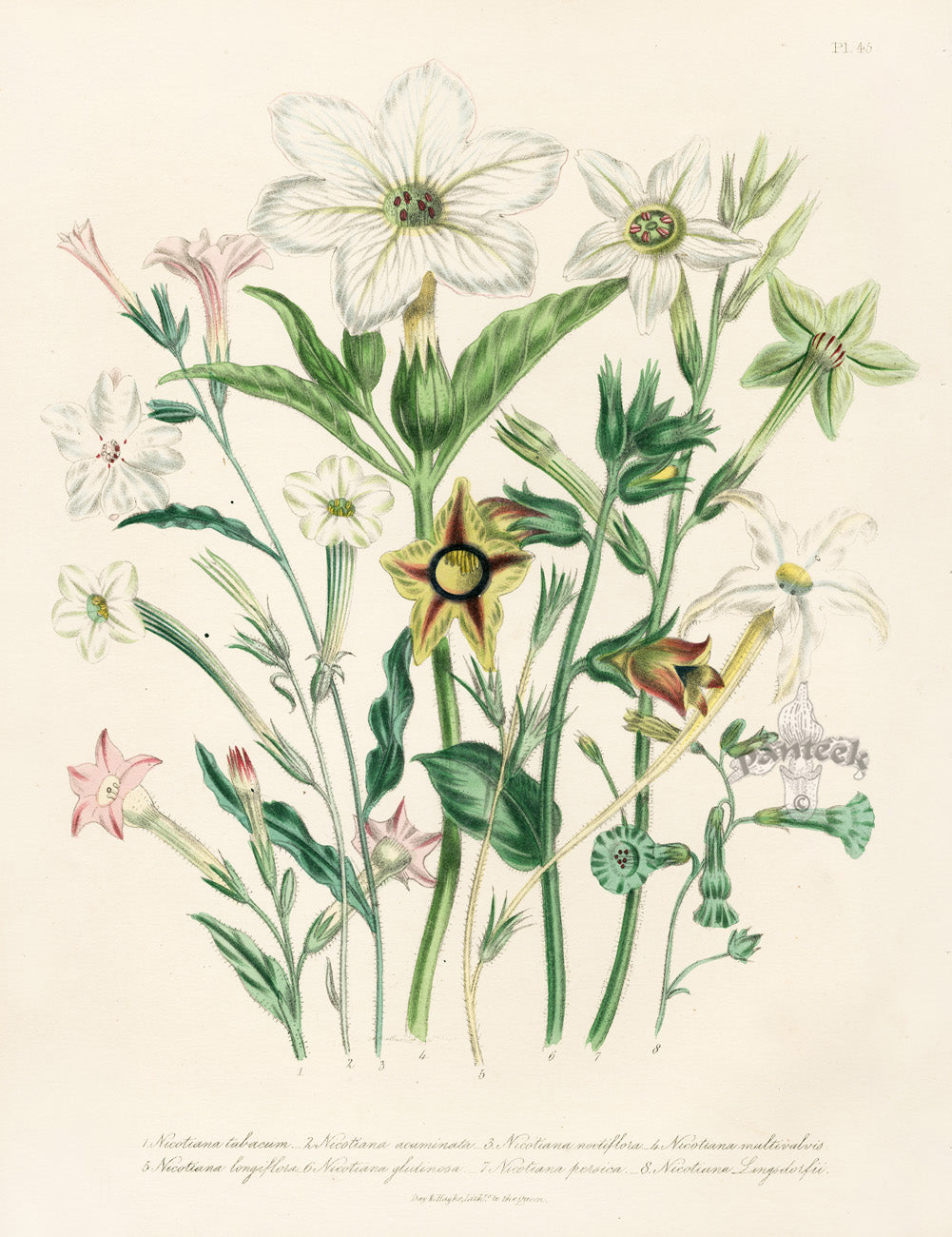 Loudon 1840 Common English Tobacco