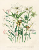 Loudon 1840 Common English Tobacco - Panteek Antique Prints