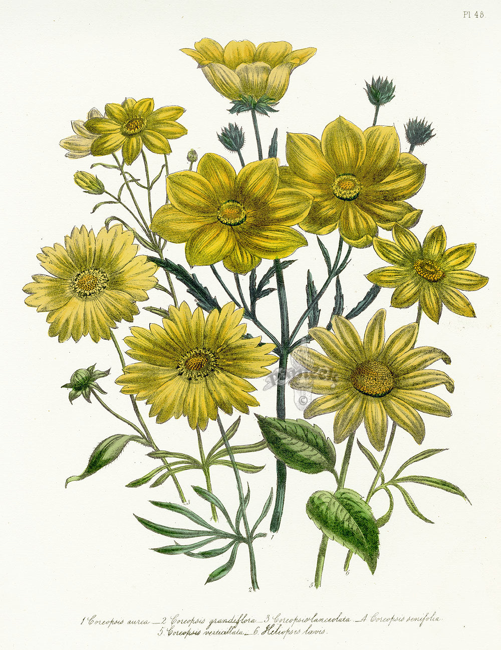 Loudon 1840 Coreopsis Daisy