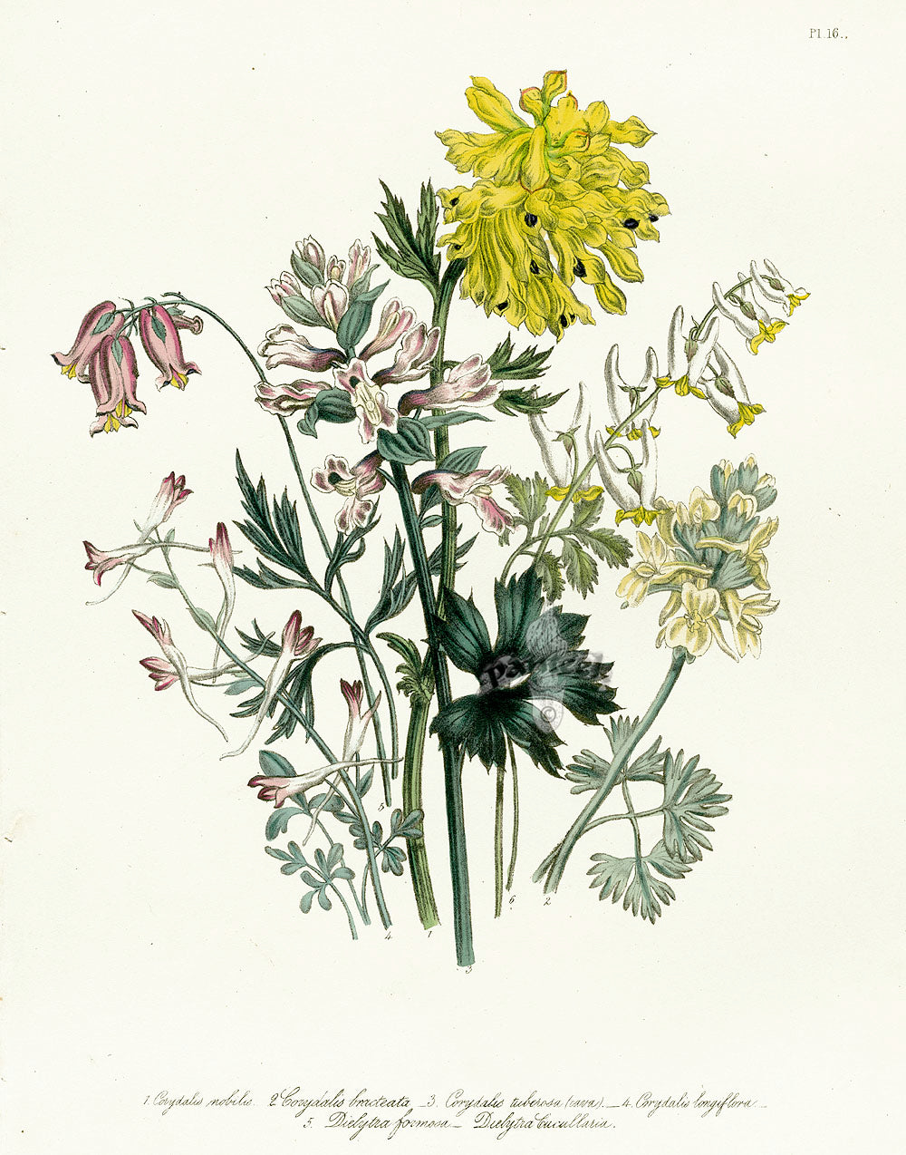 Loudon 1840 Corydalis