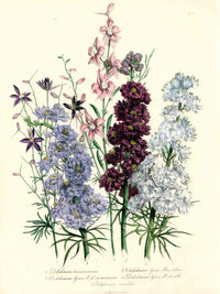 Loudon 1840 Delphinium - Panteek Antique Prints