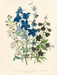 Loudon 1840 Delphinium Grandiflorum - Panteek Antique Prints