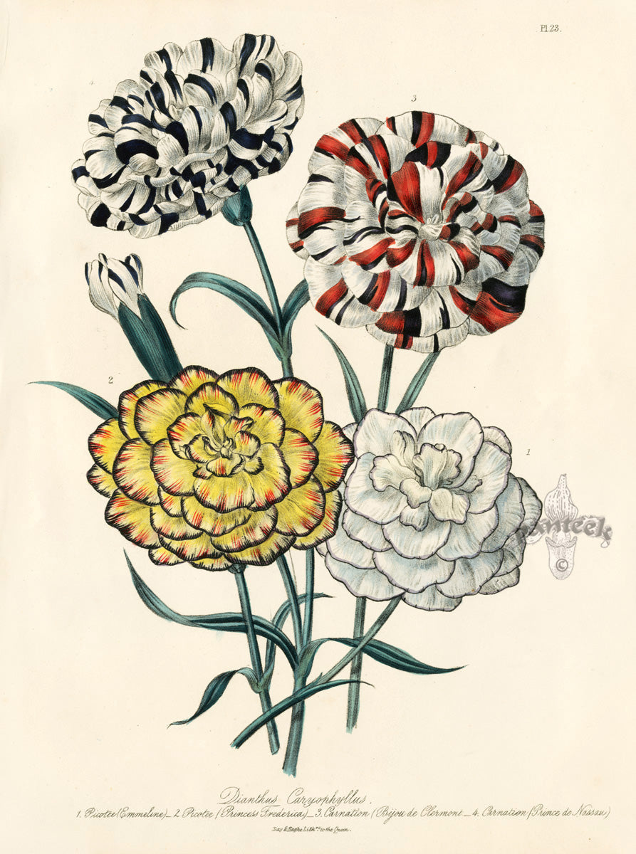Loudon 1840 Dianthus Caryophyllus