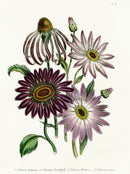 Loudon 1840 Echinacea - Panteek Antique Prints