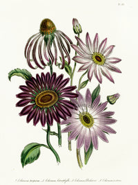 Loudon 1840 Echinacea - Panteek Antique Prints