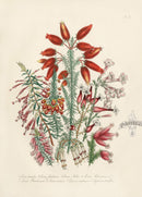 Loudon 1840 Erica Tumida - Panteek Antique Prints
