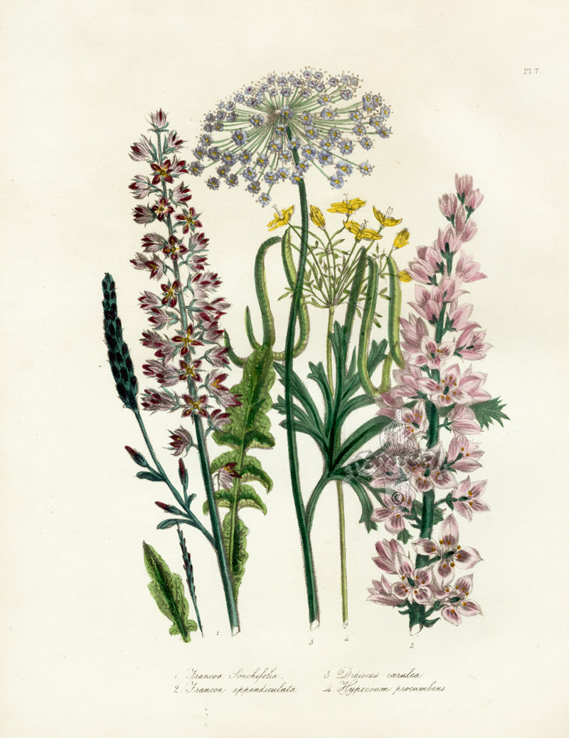 Loudon 1840 Francoa, Didiscus & Hypecoum