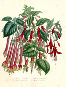 Loudon 1840 Fuchsia - Panteek Antique Prints