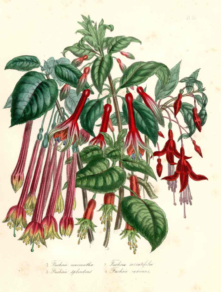 Loudon 1840 Fuchsia