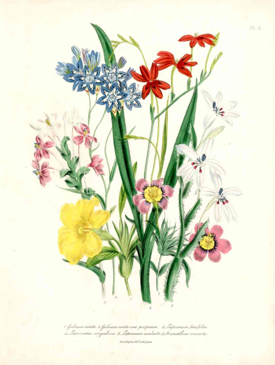 Loudon 1840 Galaxia Bulbs