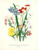 Loudon 1840 Galaxia Bulbs - Panteek Antique Prints