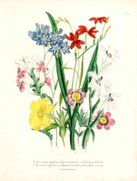 Loudon 1840 Galaxia Bulbs - Panteek Antique Prints