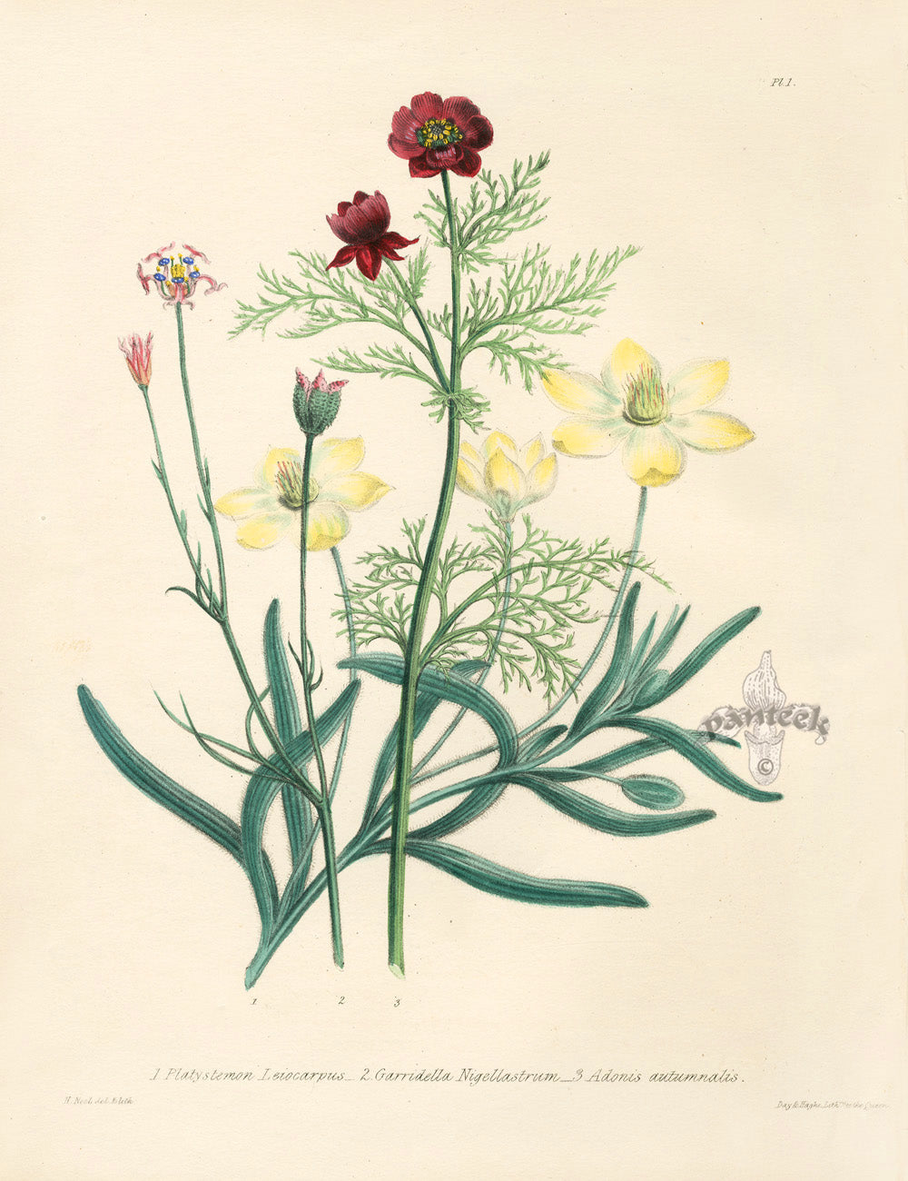 Loudon 1840 Garridella Nigellastrum