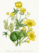 Loudon 1840 Globe-Flower, Marsh Marigold - Panteek Antique Prints