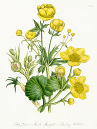 Loudon 1840 Globe-Flower, Marsh Marigold - Panteek Antique Prints