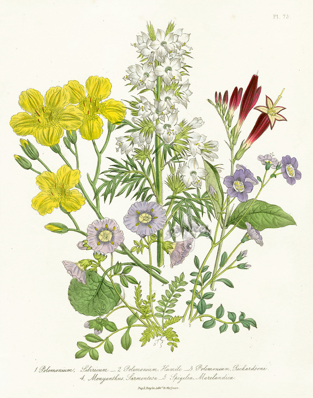 Loudon 1840 Greek Valerian