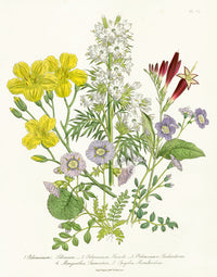 Loudon 1840 Greek Valerian - Panteek Antique Prints