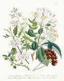 Loudon 1840 Hawthorn, Crab Apple Tree - Panteek Antique Prints