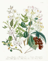 Loudon 1840 Hawthorn, Crab Apple Tree - Panteek Antique Prints