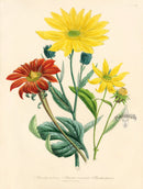 Loudon 1840 Helianthus Decapetalus - Panteek Antique Prints