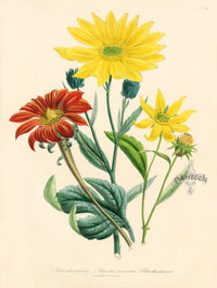 Loudon 1840 Helianthus Decapetalus - Panteek Antique Prints