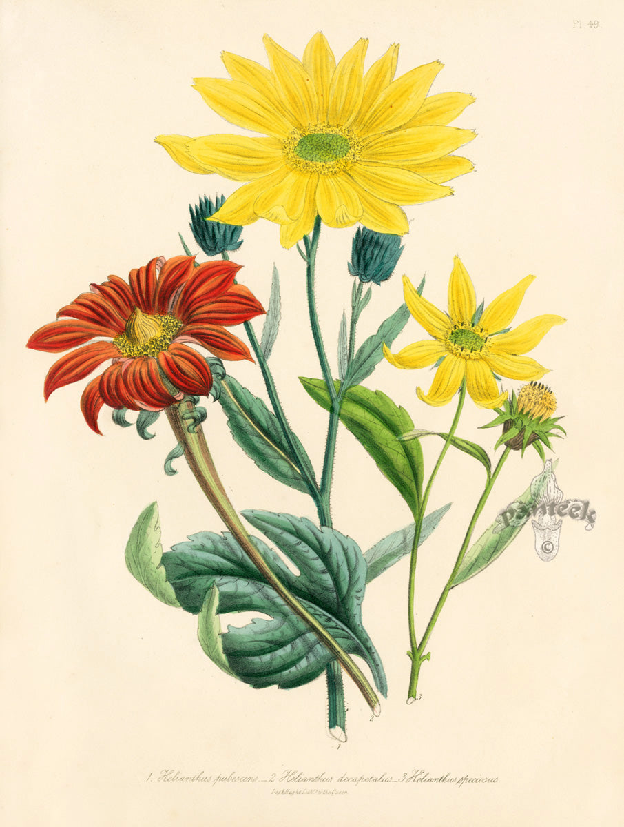 Loudon 1840 Helianthus Decapetalus