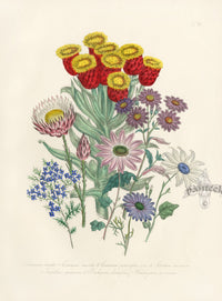 Loudon 1840 Alyssum - Panteek Antique Prints