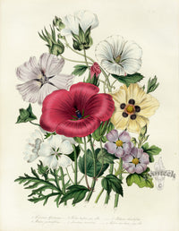 Loudon 1840 Hibiscus, Lavatera, Malva - Panteek Antique Prints