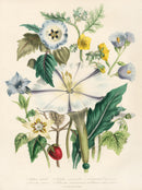 Loudon 1840 Horny-Stemmed Thorn-Apple - Panteek Antique Prints